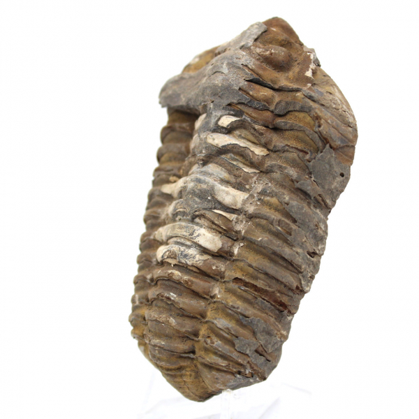 Trilobite de Marruecos