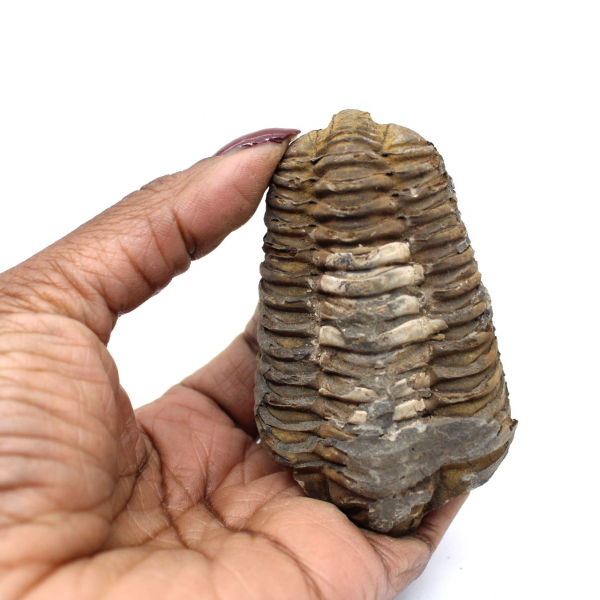 Trilobite de Marruecos