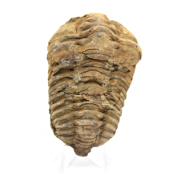 Trilobite fósil