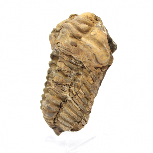 Trilobite fósil