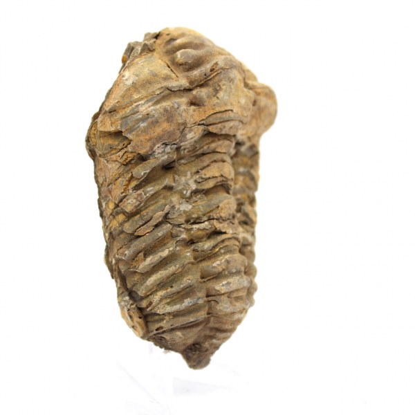 Trilobite fósil