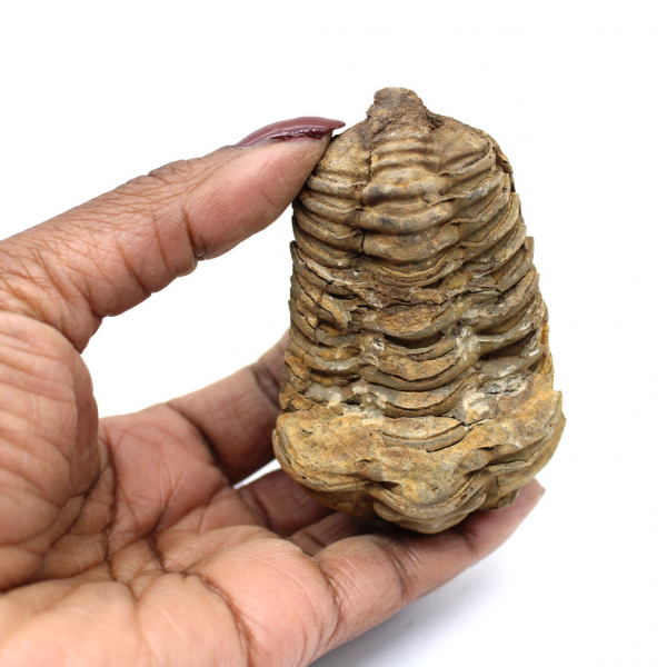 Trilobite fósil