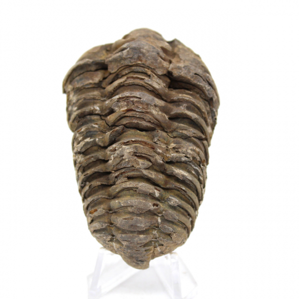 Trilobite de Marruecos