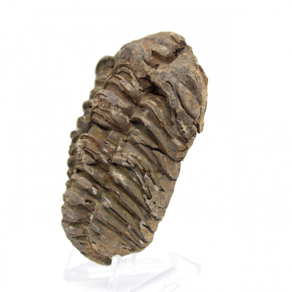 Trilobite de Marruecos