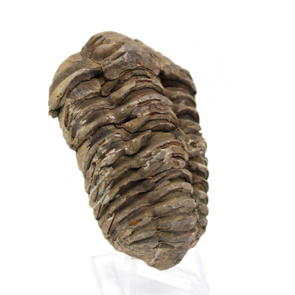 Trilobite de Marruecos