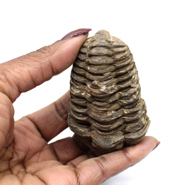 Trilobite de Marruecos