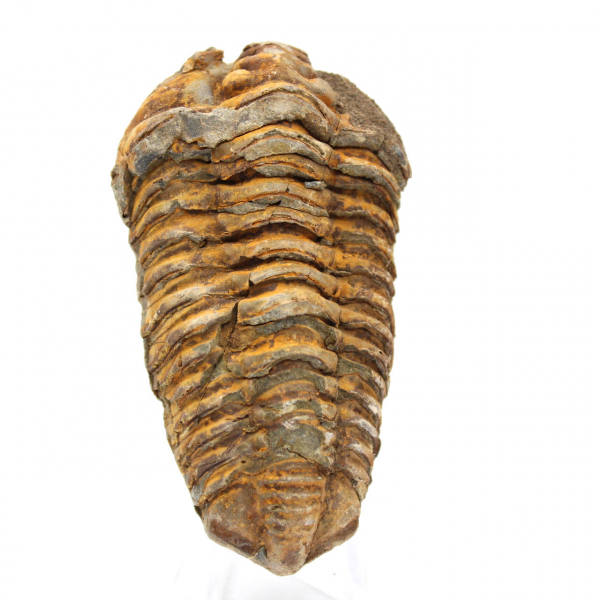 Trilobite