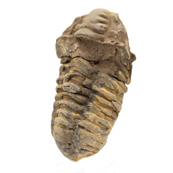 Trilobite crudo de Marruecos