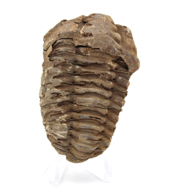 Trilobite fósil en bruto