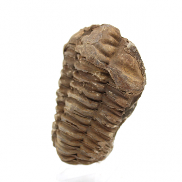 Trilobite fósil en bruto