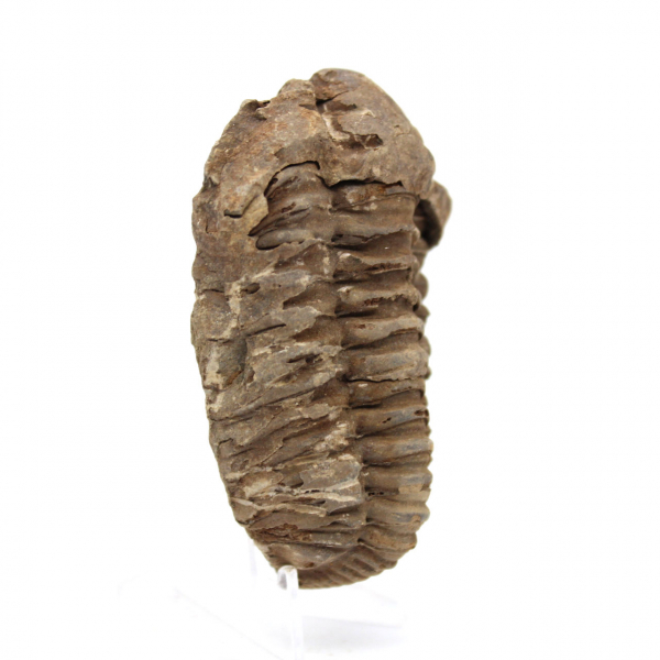 Trilobite fósil en bruto