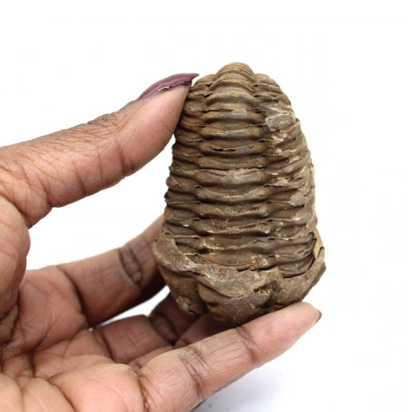 Trilobite fósil en bruto