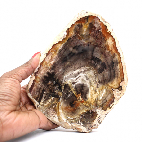 Madera petrificada de Madagascar