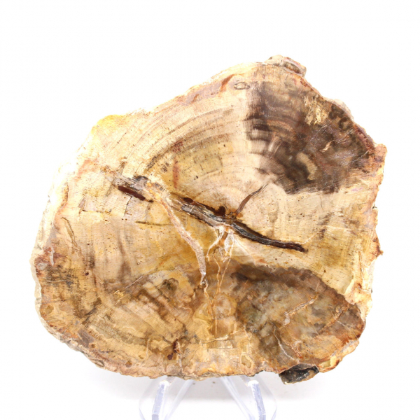 Madera petrificada pulida de Madagascar