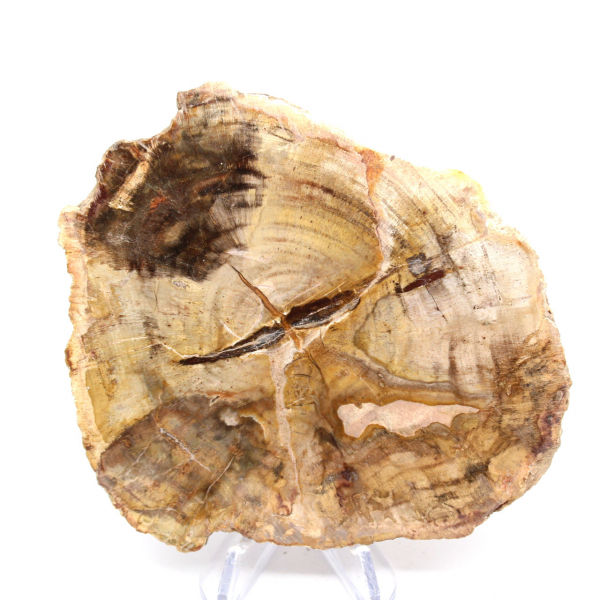 Madera petrificada pulida de Madagascar