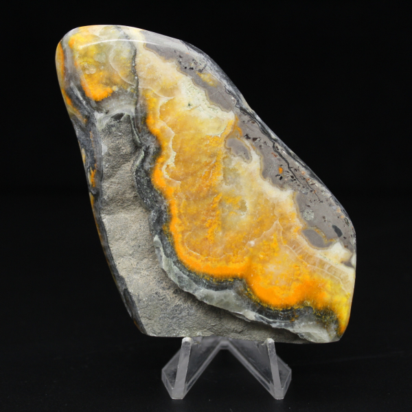 Ejemplar de la colección de abejorro de jaspe liso