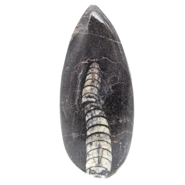 Ortoceras fósiles