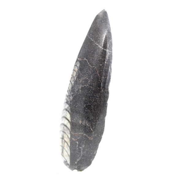 Ortoceras fósiles