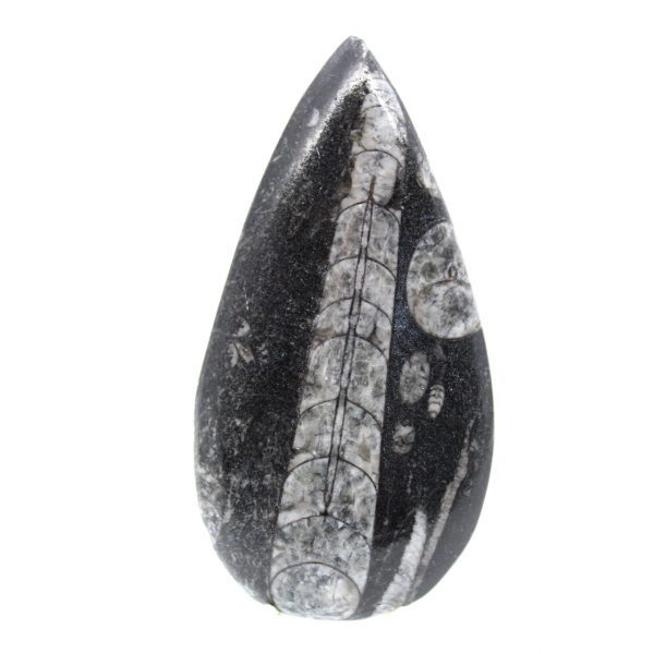 Ortoceras fósiles