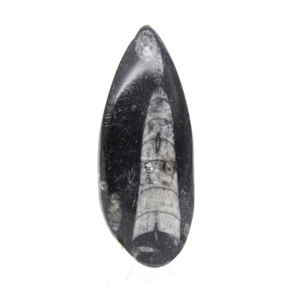 Ortoceras fósiles