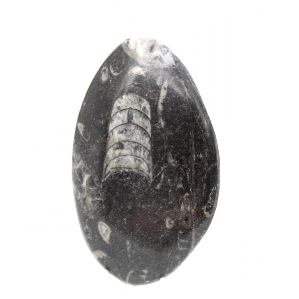 Ortoceras fósiles de Marruecos