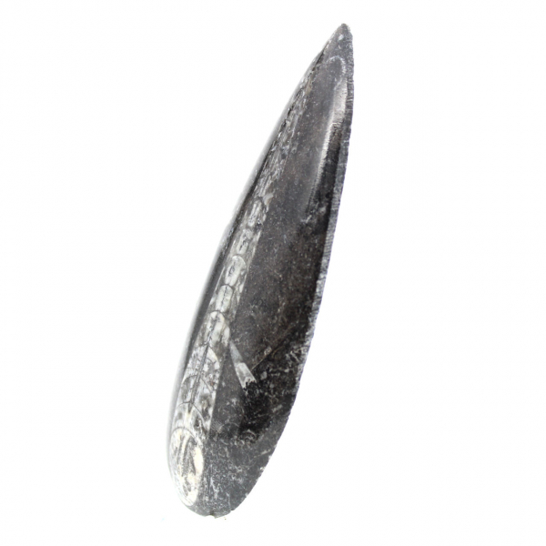 Ortoceras fósiles