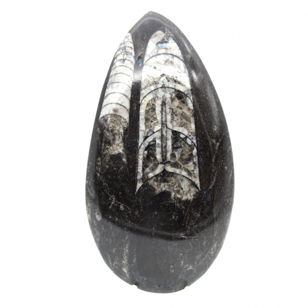 Ortoceras fósiles