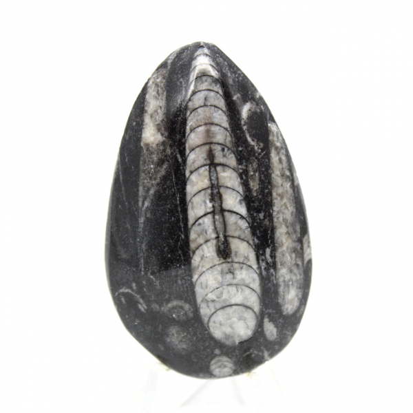Ortoceras fósiles de Marruecos