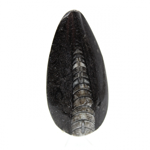 Ortoceras fósiles de Marruecos