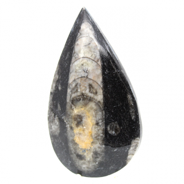 Ortoceras fósiles