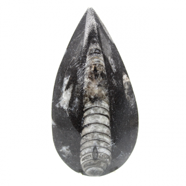 Ortoceras fósiles de Marruecos