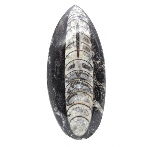 Ortoceras fósiles de Marruecos