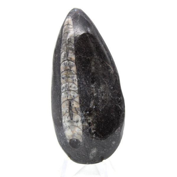 Ortoceras fósiles