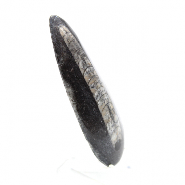 Ortoceras fósiles