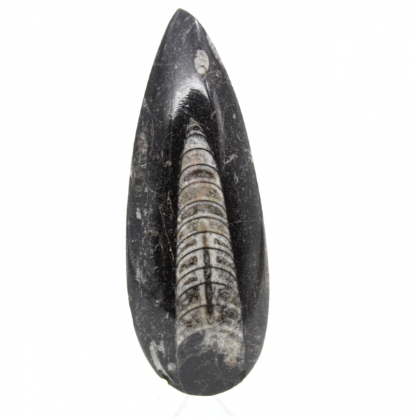Ortoceras fósiles de Marruecos