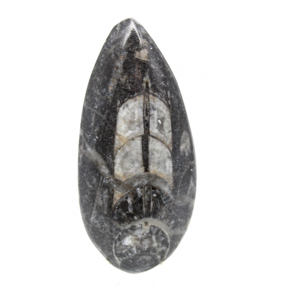 Ortoceras fósiles