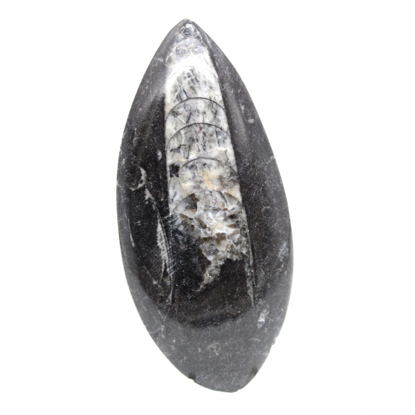 Ortoceras fósiles de Marruecos