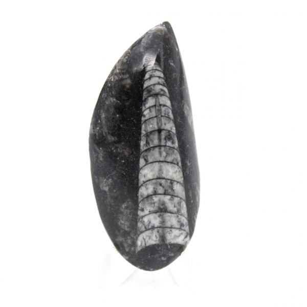 Ortoceras fósiles