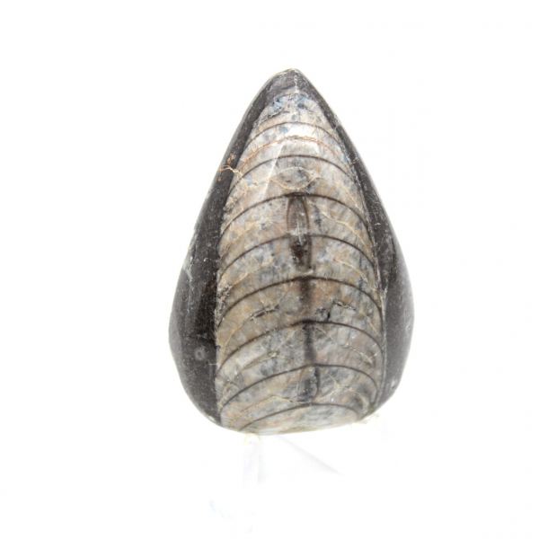 Ortoceras fósiles de Marruecos