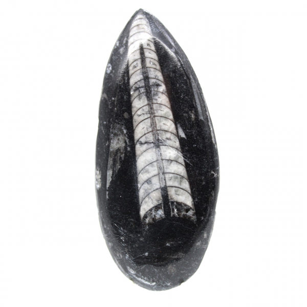 Ortoceras fósiles de Marruecos