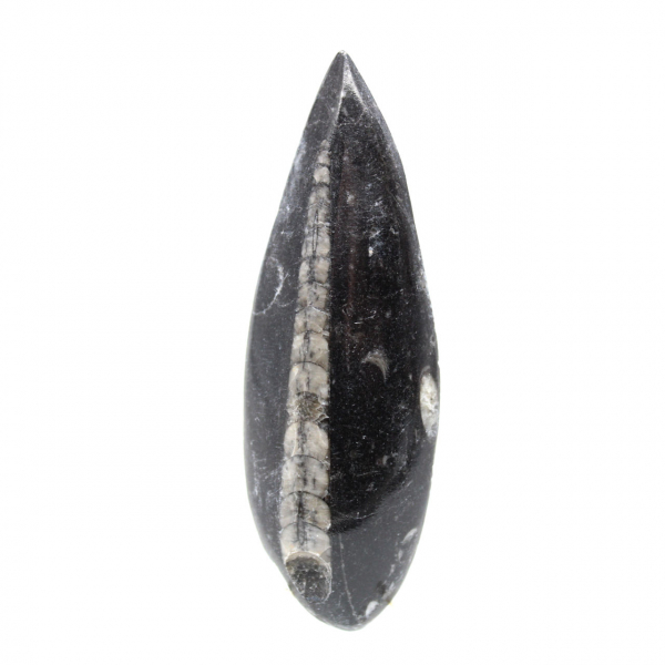 Ortoceras fósiles