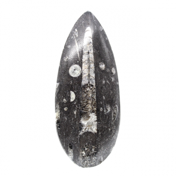 Ortoceras fósiles