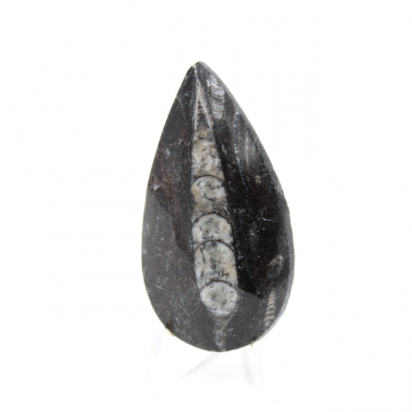 Ortoceras fósiles