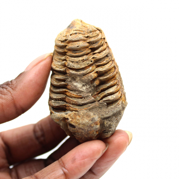 Trilobite fósil