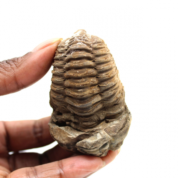 Trilobite fósil