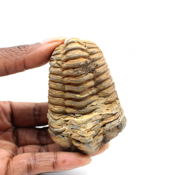 Trilobite fósil
