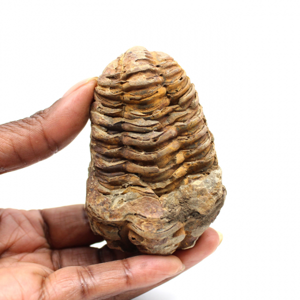 Trilobite fósil