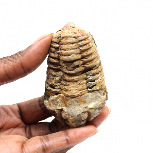 Trilobite fósil