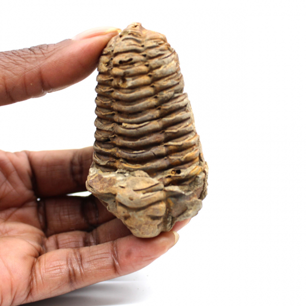 Trilobite fósil