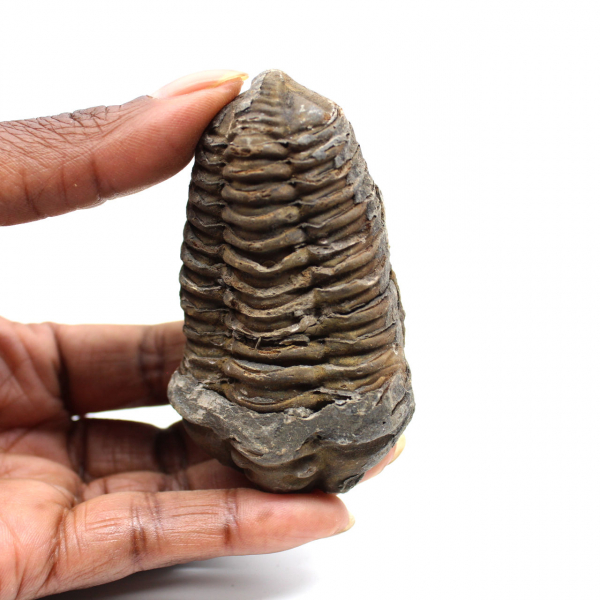Trilobite fósil
